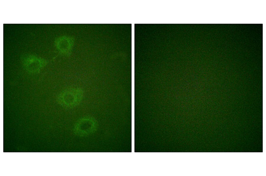 Immunofluorescence - Anti-Tyrosine Hydroxylase (phospho Ser19) Antibody (A0037) - Antibodies.com