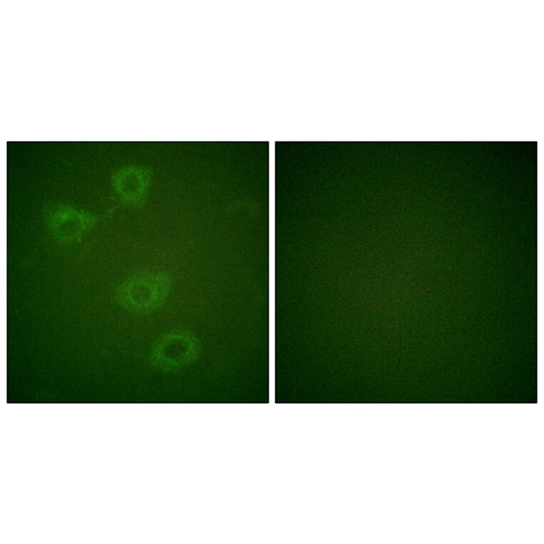 Immunofluorescence - Anti-Tyrosine Hydroxylase (phospho Ser19) Antibody (A0037) - Antibodies.com