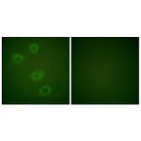 Immunofluorescence - Anti-Tyrosine Hydroxylase (phospho Ser19) Antibody (A0037) - Antibodies.com
