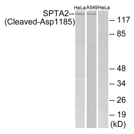 Western Blot - Anti-SPTA2 (cleaved Asp1185) Antibody (L0134) - Antibodies.com