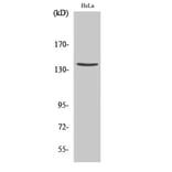 Western Blot - Anti-SPTA2 (cleaved Asp1185) Antibody (L0134) - Antibodies.com