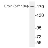 Western Blot - Anti-Erbin (phospho Tyr1104) Antibody (P12-1021) - Antibodies.com