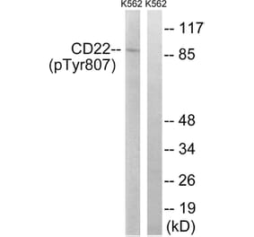 Western Blot - Anti-BL-CAM (phospho Tyr807) Antibody (A8230) - Antibodies.com