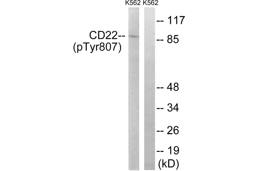 Western Blot - Anti-BL-CAM (phospho Tyr807) Antibody (A8230) - Antibodies.com