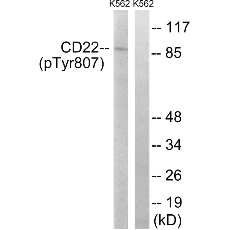 Western Blot - Anti-BL-CAM (phospho Tyr807) Antibody (A8230) - Antibodies.com