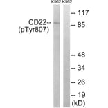Western Blot - Anti-BL-CAM (phospho Tyr807) Antibody (A8230) - Antibodies.com
