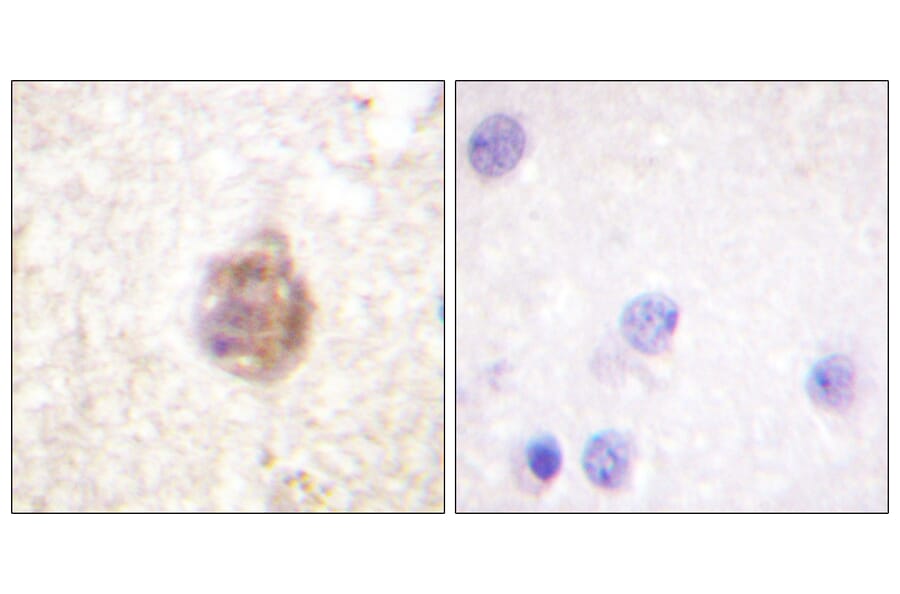 Immunohistochemistry - Anti-IRS-1 (phospho Ser794) Antibody (A0668) - Antibodies.com