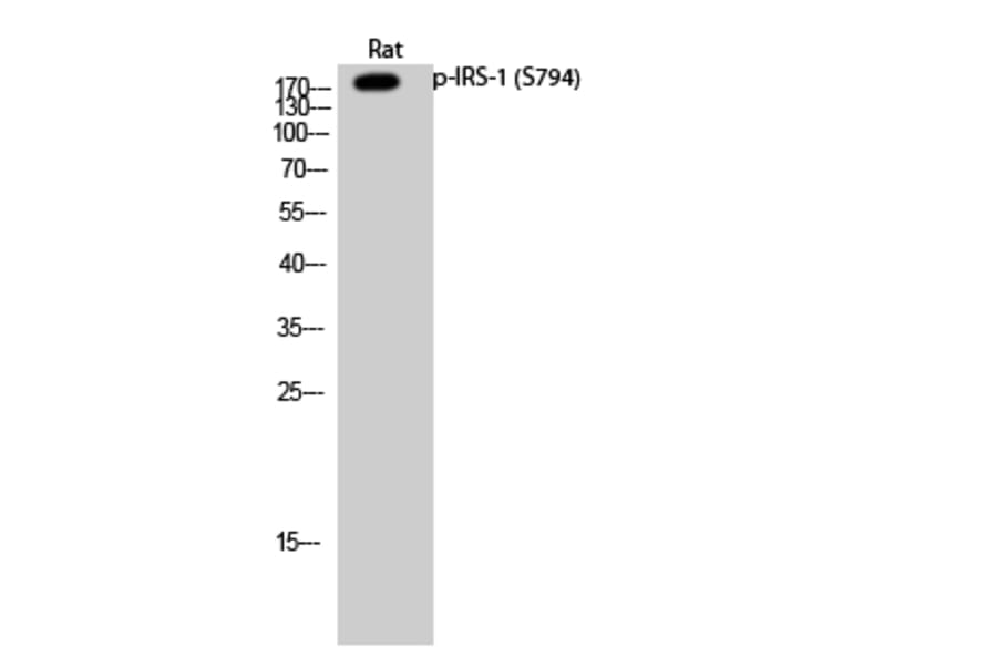 Western Blot - Anti-IRS-1 (phospho Ser794) Antibody (A0668) - Antibodies.com