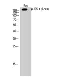 Western Blot - Anti-IRS-1 (phospho Ser794) Antibody (A0668) - Antibodies.com