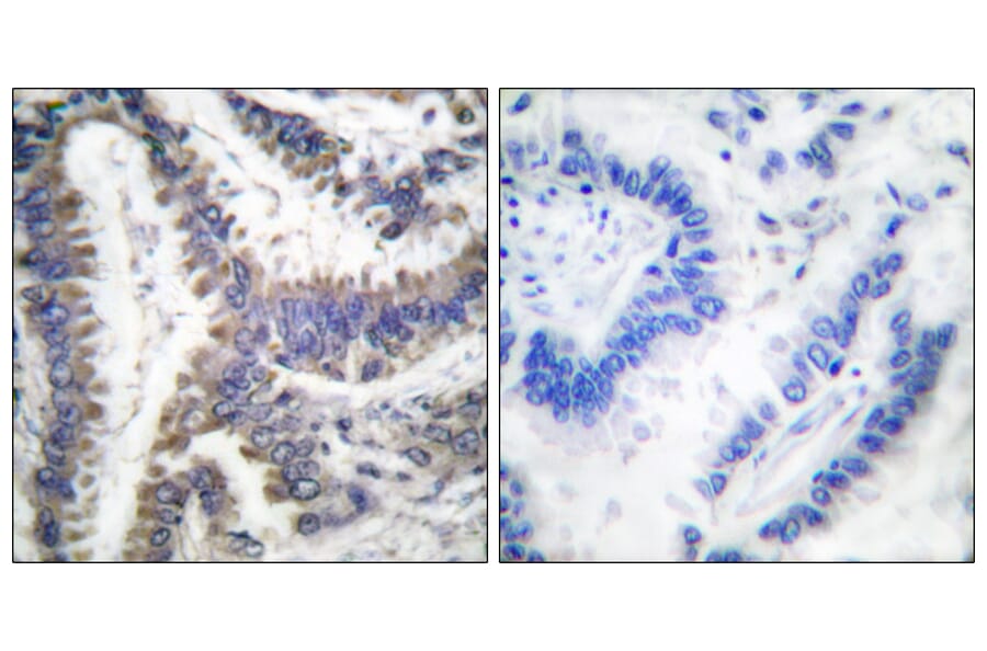 Immunohistochemistry - Anti-DFF45 (cleaved Asp224) Antibody (L0113) - Antibodies.com