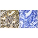 Immunohistochemistry - Anti-4E-BP1 (phospho Thr70) Antibody (A8283) - Antibodies.com