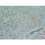 Immunohistochemistry - Anti-Progesterone Receptor Antibody (V0114) - Antibodies.com