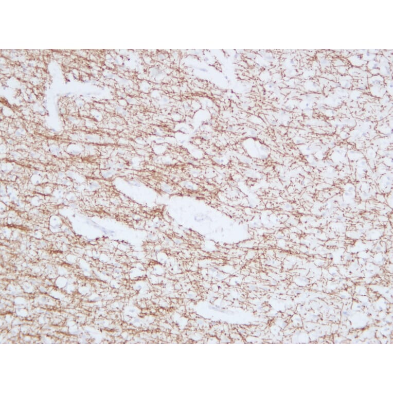 Immunohistochemistry - Anti-Myelin Basic Protein Antibody (V0099) - Antibodies.com