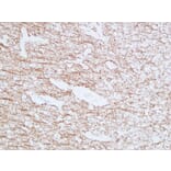 Immunohistochemistry - Anti-Myelin Basic Protein Antibody (V0099) - Antibodies.com