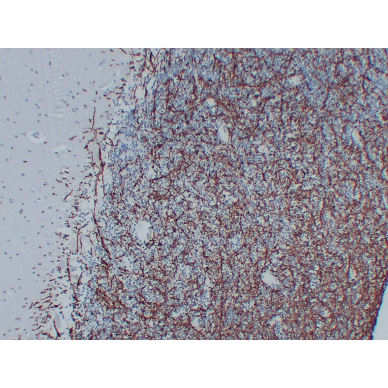 Immunohistochemistry - Anti-Myelin Basic Protein Antibody (V0099) - Antibodies.com