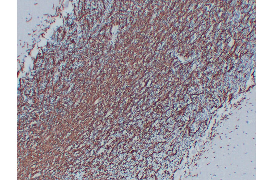 Immunohistochemistry - Anti-Myelin Basic Protein Antibody (V0099) - Antibodies.com
