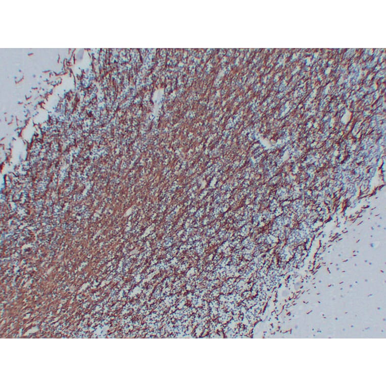 Immunohistochemistry - Anti-Myelin Basic Protein Antibody (V0099) - Antibodies.com