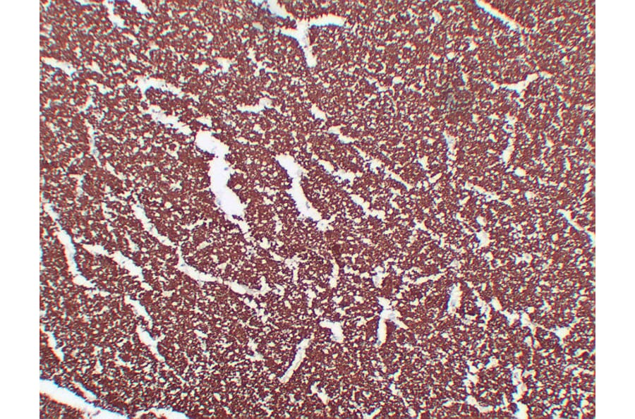 Immunohistochemistry - Anti-Myelin Basic Protein Antibody (V0099) - Antibodies.com