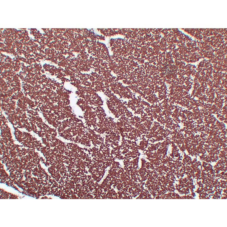 Immunohistochemistry - Anti-Myelin Basic Protein Antibody (V0099) - Antibodies.com