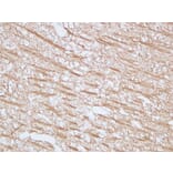 Immunohistochemistry - Anti-Myelin Basic Protein Antibody (V0099) - Antibodies.com