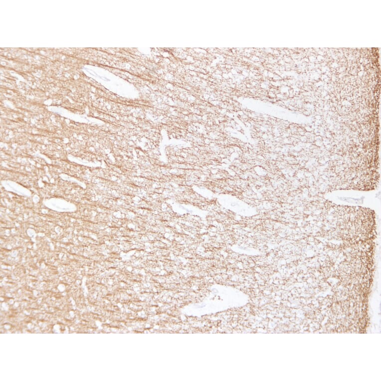 Immunohistochemistry - Anti-Myelin Basic Protein Antibody (V0099) - Antibodies.com