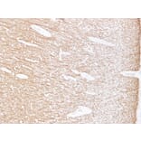 Immunohistochemistry - Anti-Myelin Basic Protein Antibody (V0099) - Antibodies.com