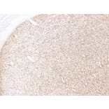 Immunohistochemistry - Anti-Myelin Basic Protein Antibody (V0099) - Antibodies.com