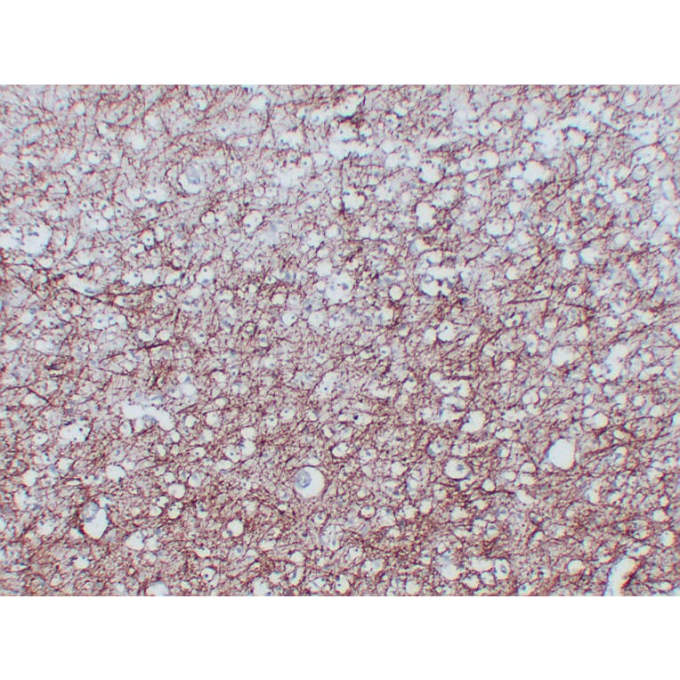 Immunohistochemistry - Anti-Myelin Basic Protein Antibody (V0099) - Antibodies.com