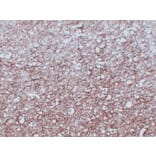 Immunohistochemistry - Anti-Myelin Basic Protein Antibody (V0099) - Antibodies.com