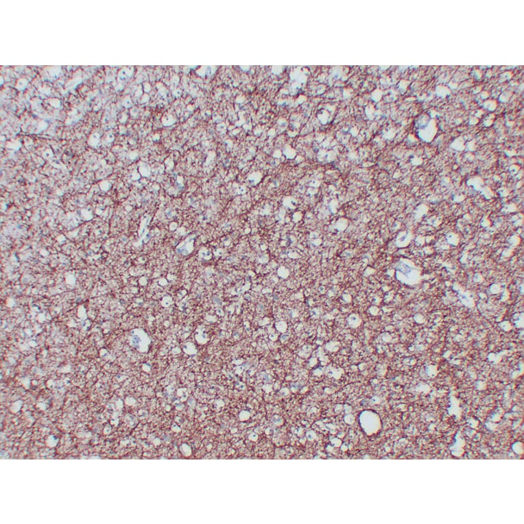 Immunohistochemistry - Anti-Myelin Basic Protein Antibody (V0099) - Antibodies.com