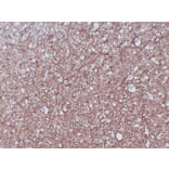 Immunohistochemistry - Anti-Myelin Basic Protein Antibody (V0099) - Antibodies.com