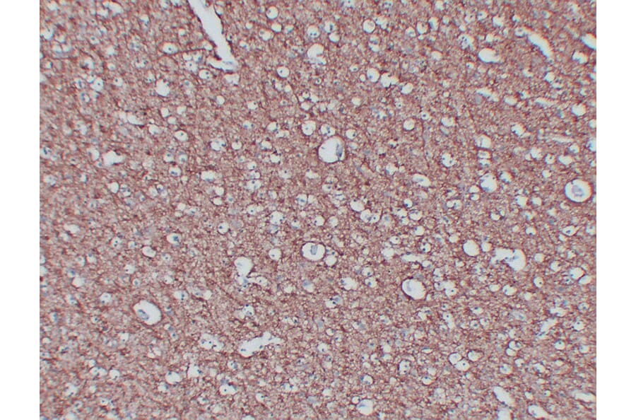 Immunohistochemistry - Anti-Myelin Basic Protein Antibody (V0099) - Antibodies.com
