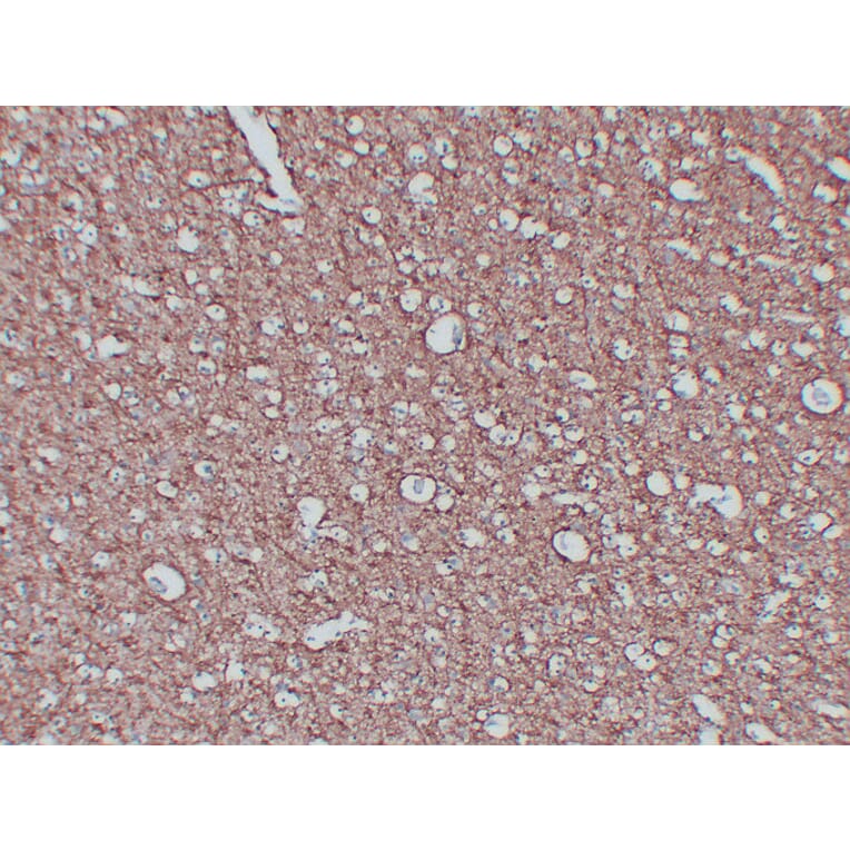 Immunohistochemistry - Anti-Myelin Basic Protein Antibody (V0099) - Antibodies.com