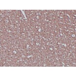 Immunohistochemistry - Anti-Myelin Basic Protein Antibody (V0099) - Antibodies.com