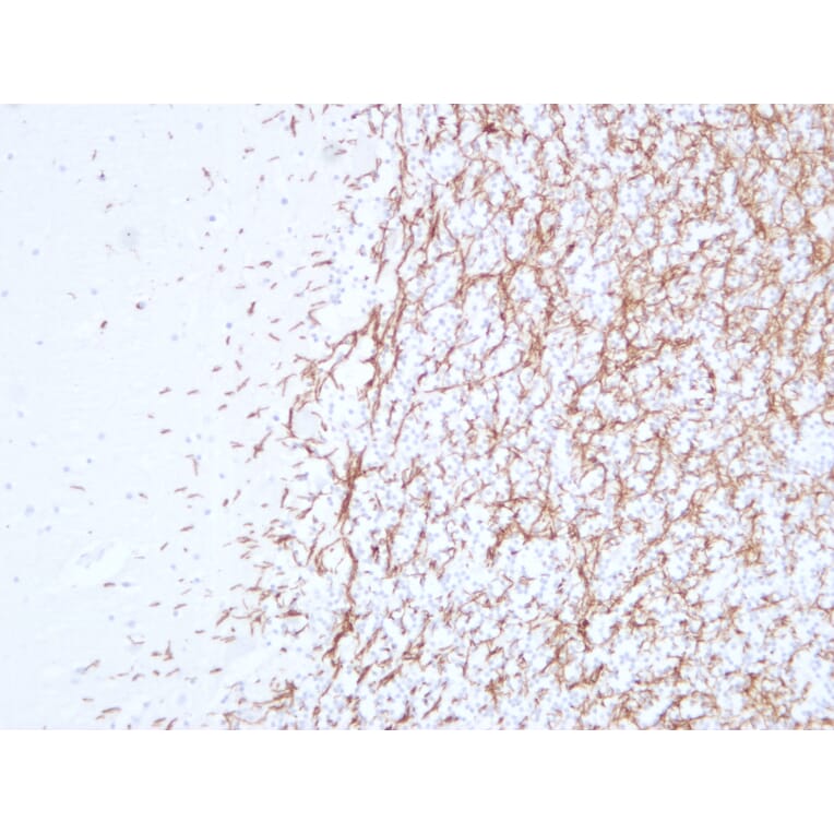 Immunohistochemistry - Anti-Myelin Basic Protein Antibody (V0099) - Antibodies.com