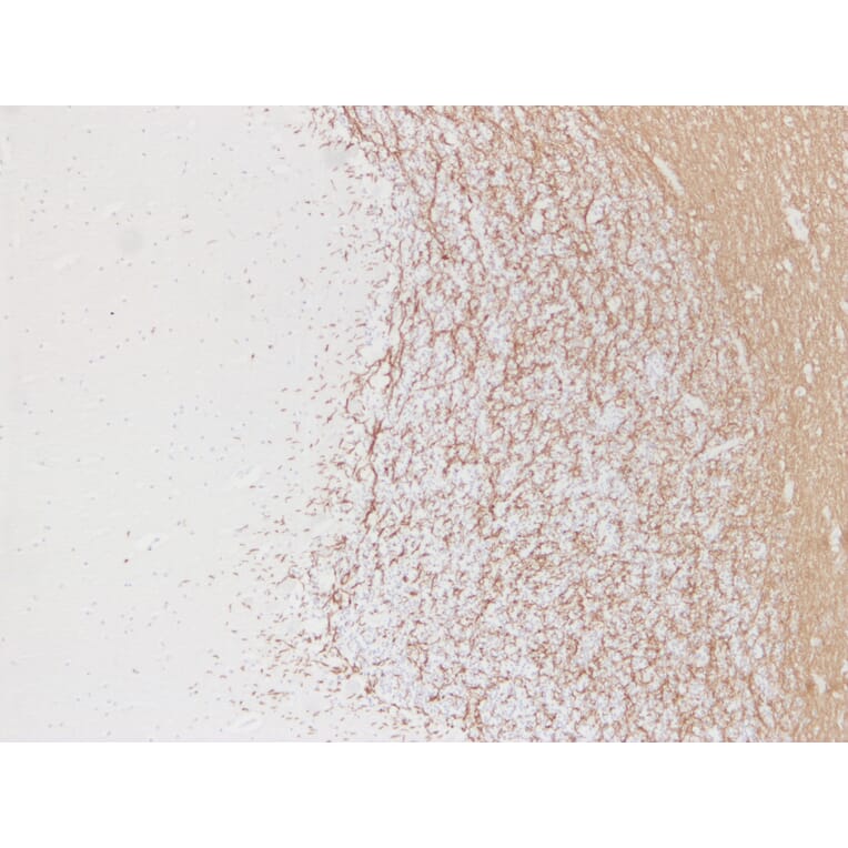 Immunohistochemistry - Anti-Myelin Basic Protein Antibody (V0099) - Antibodies.com