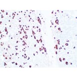 Immunohistochemistry - Anti-Adrenocorticotropin Antibody (V0001) - Antibodies.com
