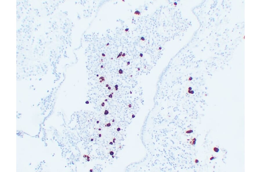 Immunohistochemistry - Anti-Adrenocorticotropin Antibody (V0001) - Antibodies.com