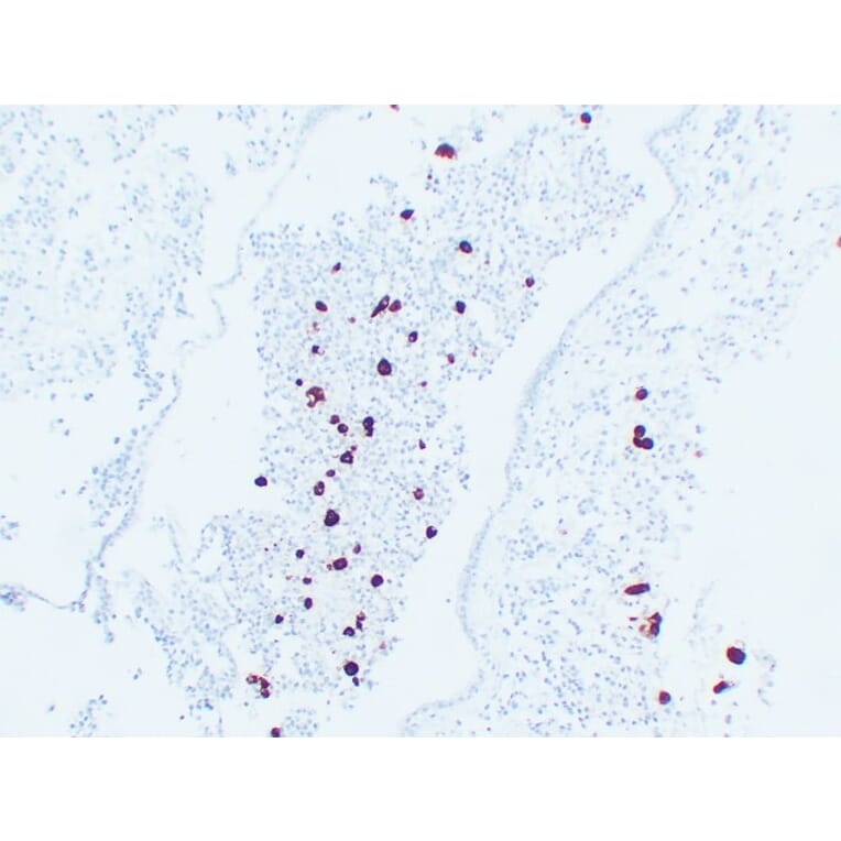 Immunohistochemistry - Anti-Adrenocorticotropin Antibody (V0001) - Antibodies.com