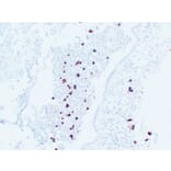 Immunohistochemistry - Anti-Adrenocorticotropin Antibody (V0001) - Antibodies.com