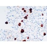 Immunohistochemistry - Anti-Adrenocorticotropin Antibody (V0001) - Antibodies.com