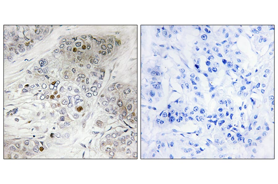 Immunohistochemistry - Anti-p53 (phospho Ser9) Antibody (A7186) - Antibodies.com