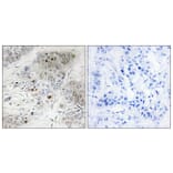 Immunohistochemistry - Anti-p53 (phospho Ser9) Antibody (A7186) - Antibodies.com