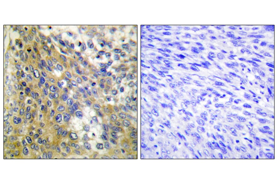 Immunohistochemistry - Anti-Collagen IV alpha6 Antibody (C12200) - Antibodies.com