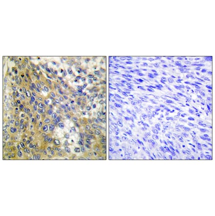 Immunohistochemistry - Anti-Collagen IV alpha6 Antibody (C12200) - Antibodies.com