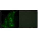 Immunofluorescence - Anti-Collagen IV alpha6 Antibody (C12200) - Antibodies.com