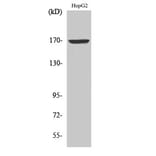 Western Blot - Anti-Collagen IV alpha6 Antibody (C12200) - Antibodies.com