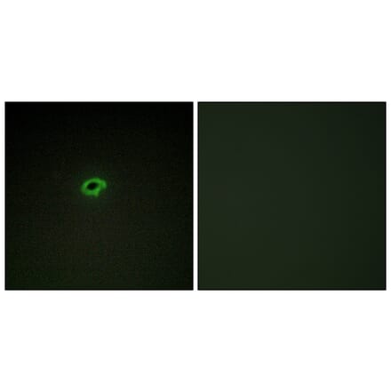 Immunofluorescence - Anti-Collagen IV alpha4 Antibody (C12198) - Antibodies.com