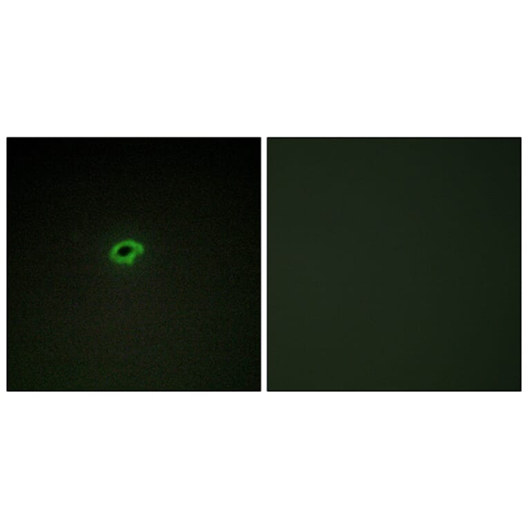 Immunofluorescence - Anti-Collagen IV alpha4 Antibody (C12198) - Antibodies.com