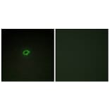 Immunofluorescence - Anti-Collagen IV alpha4 Antibody (C12198) - Antibodies.com